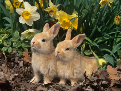 Palomino Rabbits